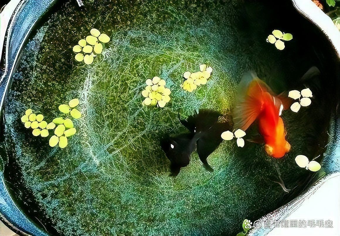 家里喂養銀龍魚養水需要多少天