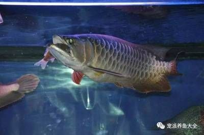 喂龍魚的小魚：喂養(yǎng)龍魚的小魚種類多樣