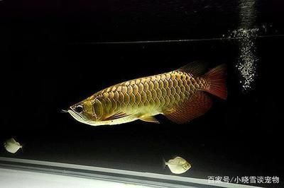 龍魚(yú)用什么燈光養(yǎng)好一點(diǎn)：龍魚(yú)燈光養(yǎng)殖的注意事項(xiàng) 龍魚(yú)用什么燈光養(yǎng)好一點(diǎn)：龍魚(yú)燈光養(yǎng)殖的注意事項(xiàng) 龍魚(yú)百科 第5張