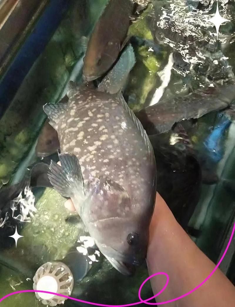 藍眼斑屬于什么檔次 藍眼斑屬于什么檔次 龍魚百科 第1張