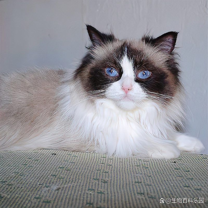 藍眼斑屬于什么檔次 藍眼斑屬于什么檔次 龍魚百科 第3張