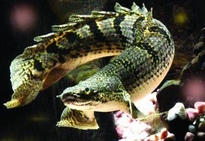 恐龍魚有幾種(恐龍魚品種分類) 龍魚百科 第5張 恐龍魚有幾種(恐龍魚品種分類) 恐龍魚有幾種(恐龍魚品種分類) 龍魚百科 第5張