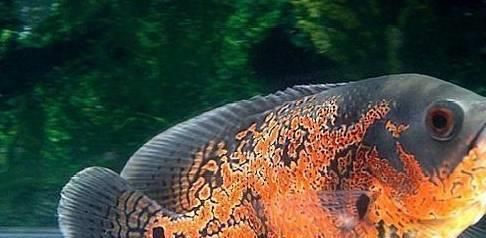 龍魚為什么要掉眼皮：龍魚為什么會掉眼？