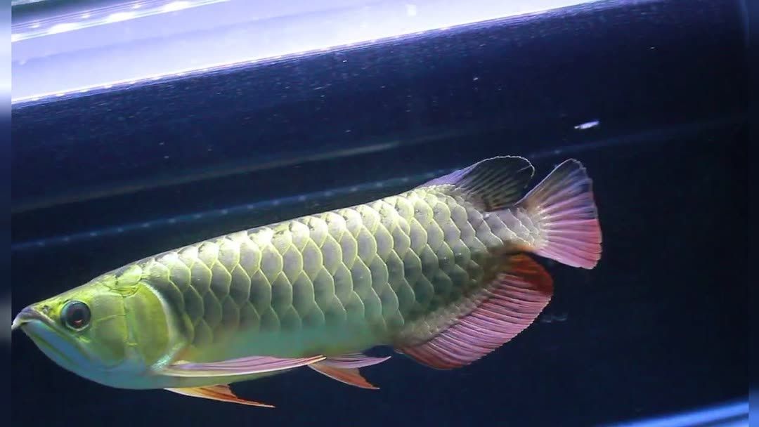 過背金龍魚養多久才上色快？：過背金龍魚養多久才上色快些過背金龍魚養多久上色快些