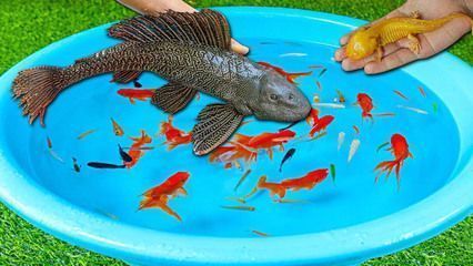 龍魚檢疫可以喂食嗎， 龍魚檢疫可以喂食嗎， 龍魚百科 第4張