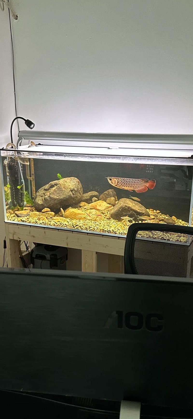 金龍魚能和金魚混養(yǎng)嗎圖片
