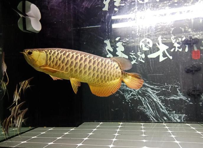 金龍魚能和金魚混養(yǎng)嗎圖片