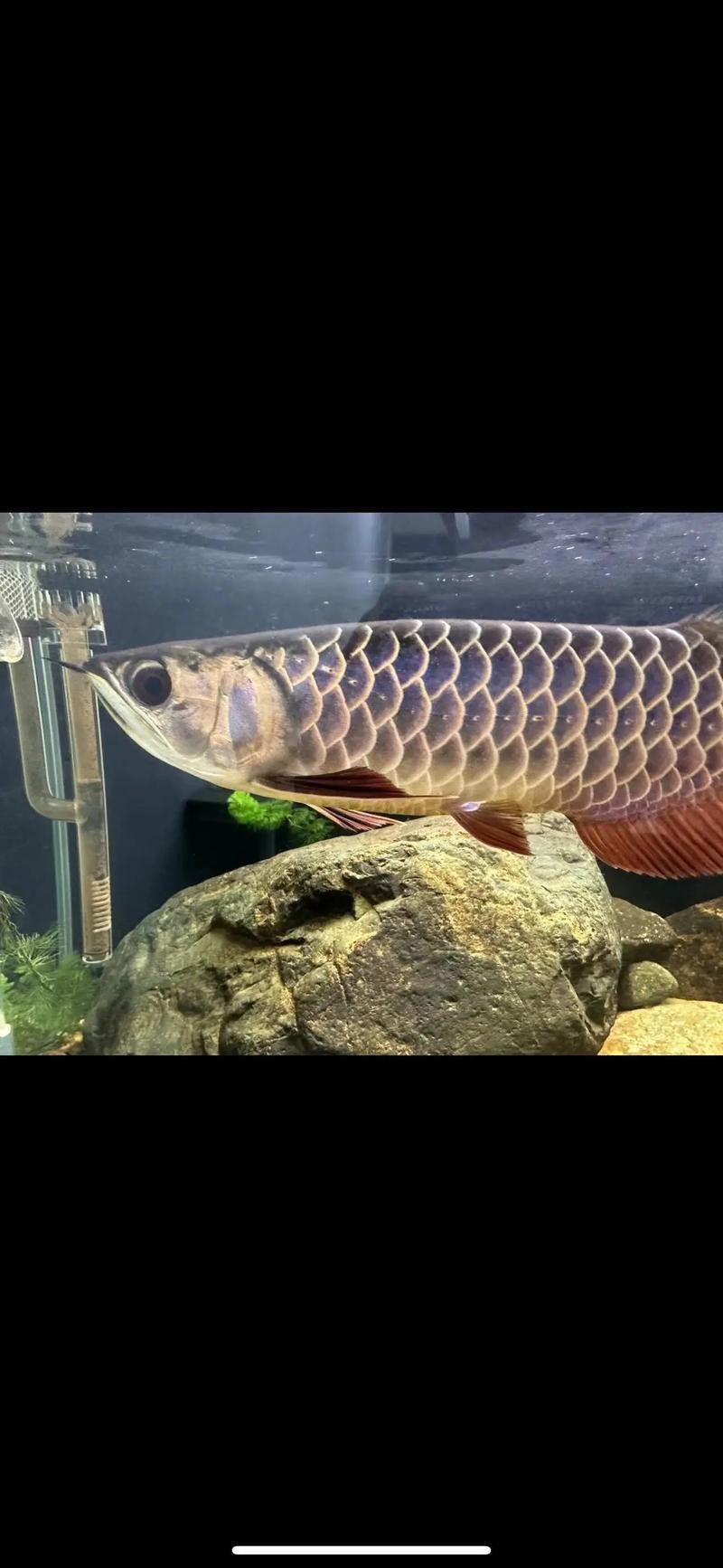 金龍魚能和金魚混養(yǎng)嗎圖片