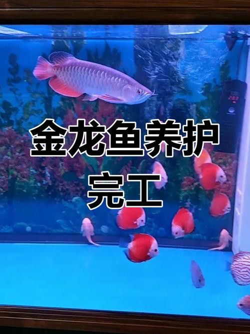 金龍魚能和金魚混養(yǎng)嗎圖片