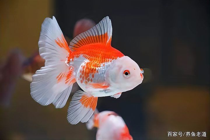 金龍魚能和金魚混養(yǎng)嗎圖片