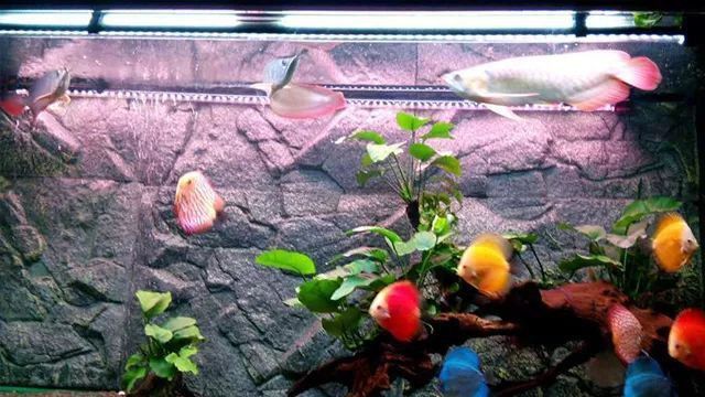 金龍魚能和金魚混養(yǎng)嗎圖片