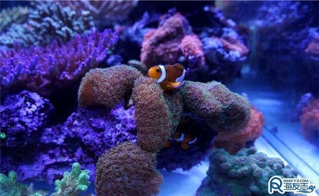 如何選擇適合水族箱的燈光類型？：水族箱燈光定時控制方法水族箱燈光定時控制方法