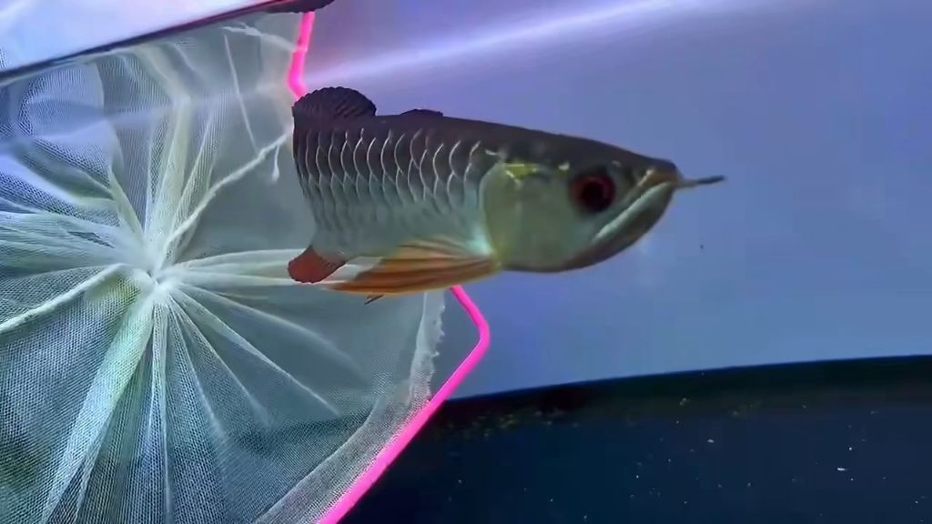 紅眼白子紅龍魚的市場行情：紅眼白子紅龍魚價格受多種因素影響紅眼白子紅龍魚市場價格趨勢 紅眼白子紅龍魚的市場行情：紅眼白子紅龍魚價格受多種因素影響紅眼白子紅龍魚市場價格趨勢 龍魚百科 第1張