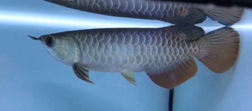 紅龍魚幼魚時鱗珠會全亮起來嗎：紅龍魚幼魚的鱗片會全亮起來嗎，鱗片的全亮也不是必然發(fā)生的