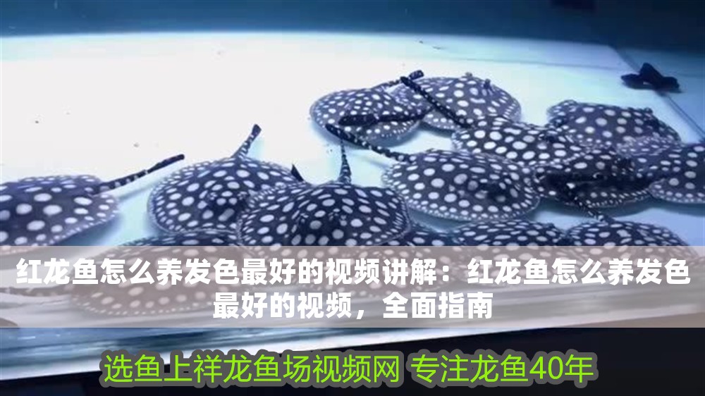 紅龍魚(yú)怎么養(yǎng)發(fā)色最好的視頻講解：紅龍魚(yú)怎么養(yǎng)發(fā)色最好的視頻，全面指南