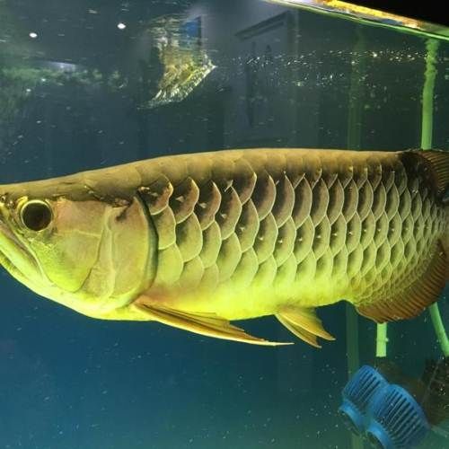 過背金龍魚百度百科（關于過背金龍魚的一些關鍵信息）