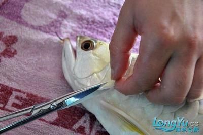 龍魚做手術用什么麻醉