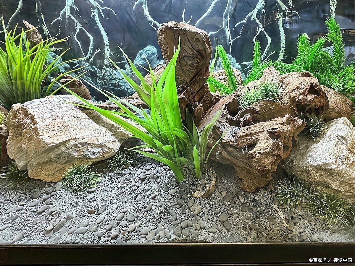 如何判斷小魚是否消毒徹底？ 如何判斷小魚是否消毒徹底？ 龍魚百科 第2張