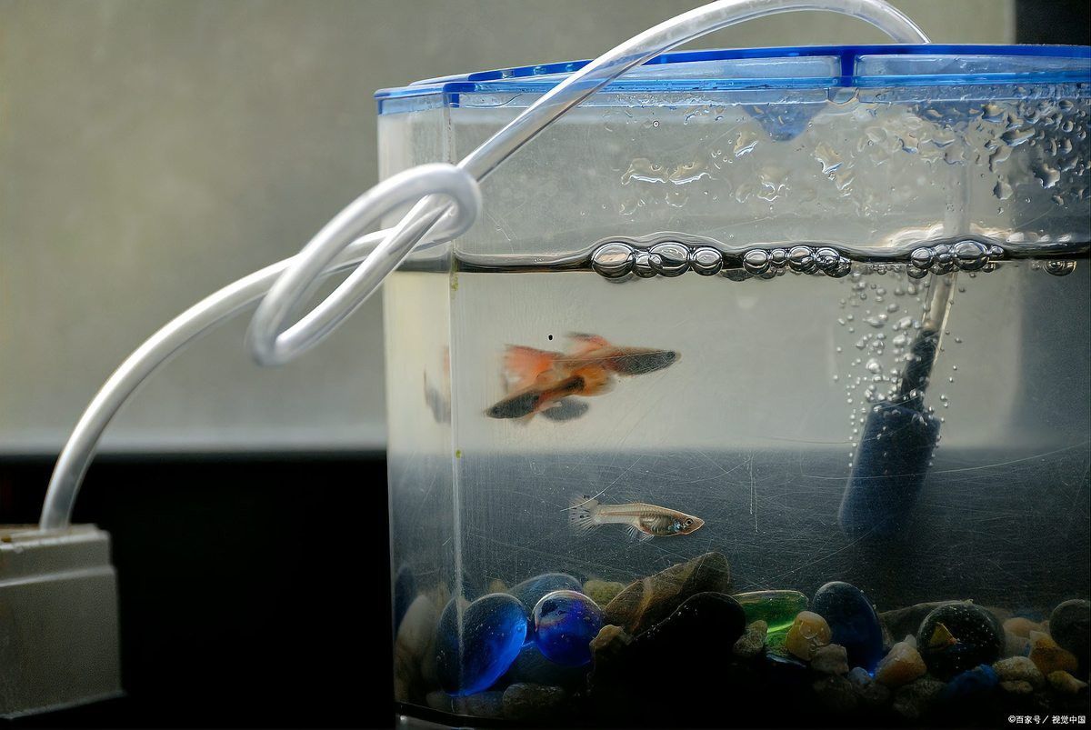 如何判斷小魚是否消毒徹底？ 如何判斷小魚是否消毒徹底？ 龍魚百科 第7張