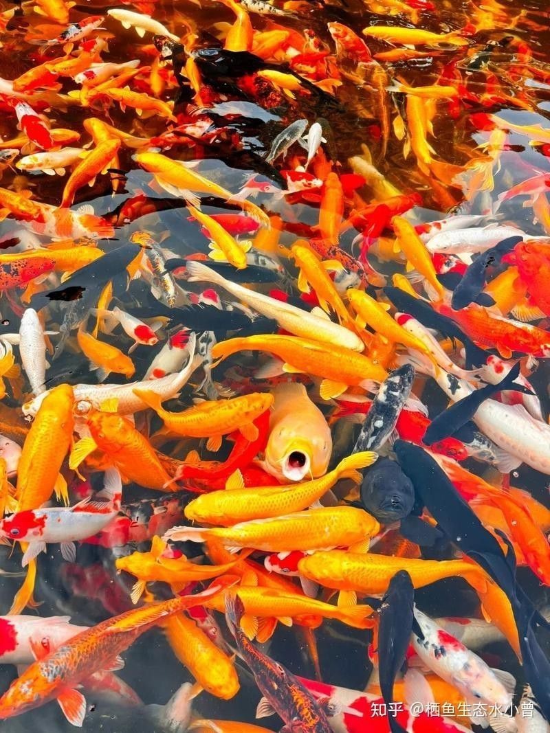 如何判斷小魚是否消毒徹底？ 如何判斷小魚是否消毒徹底？ 龍魚百科 第8張