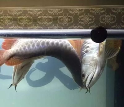 金龍魚可以吃死魚嗎：金龍魚可以吃死魚嗎，