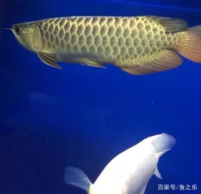 金龍魚可以吃死魚嗎：金龍魚可以吃死魚嗎，