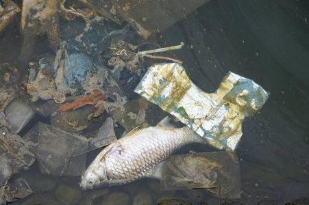 金龍魚可以吃死魚嗎：金龍魚可以吃死魚嗎，