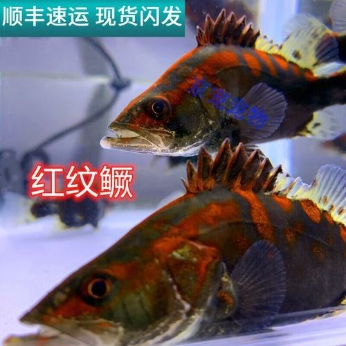 龍魚翹嘴好不好 龍魚翹嘴好不好 龍魚百科 第11張