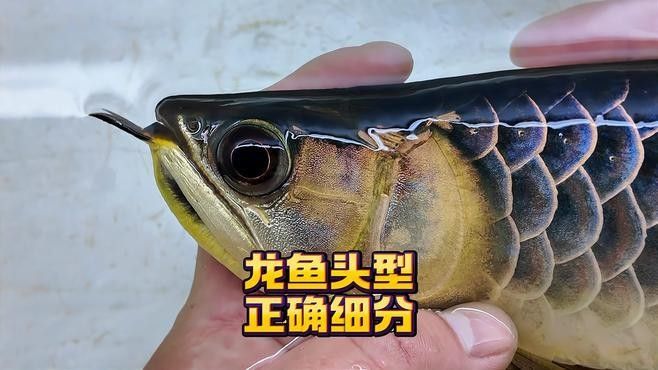 龍魚翹嘴好不好 龍魚翹嘴好不好 龍魚百科 第6張
