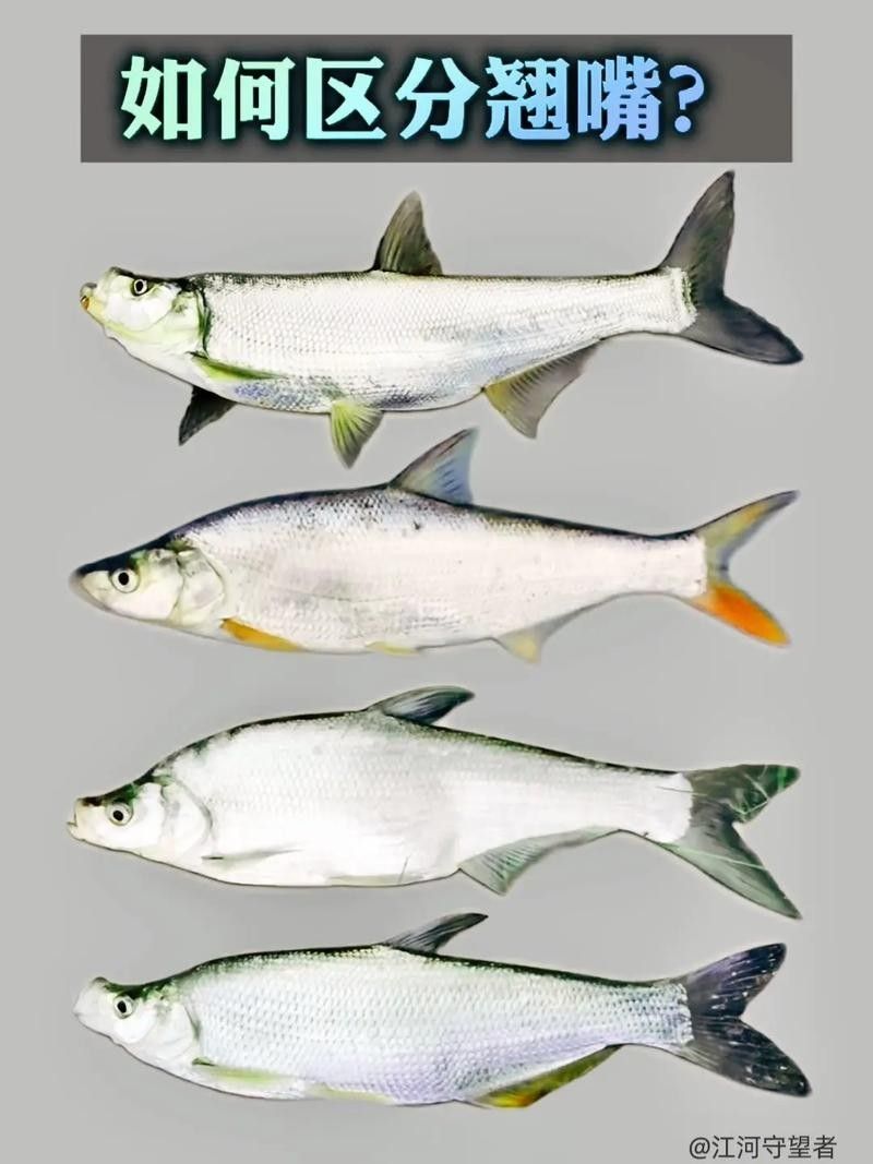 龍魚翹嘴好不好 龍魚翹嘴好不好 龍魚百科 第4張