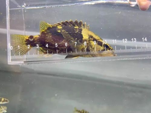 龍魚翹嘴好不好 龍魚翹嘴好不好 龍魚百科 第12張