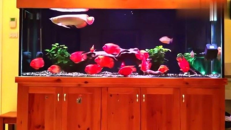 銀鯊和龍魚混養視頻