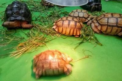 龍魚一般多久喂一次龜糧合適：龍魚多久喂一次龜糧合適