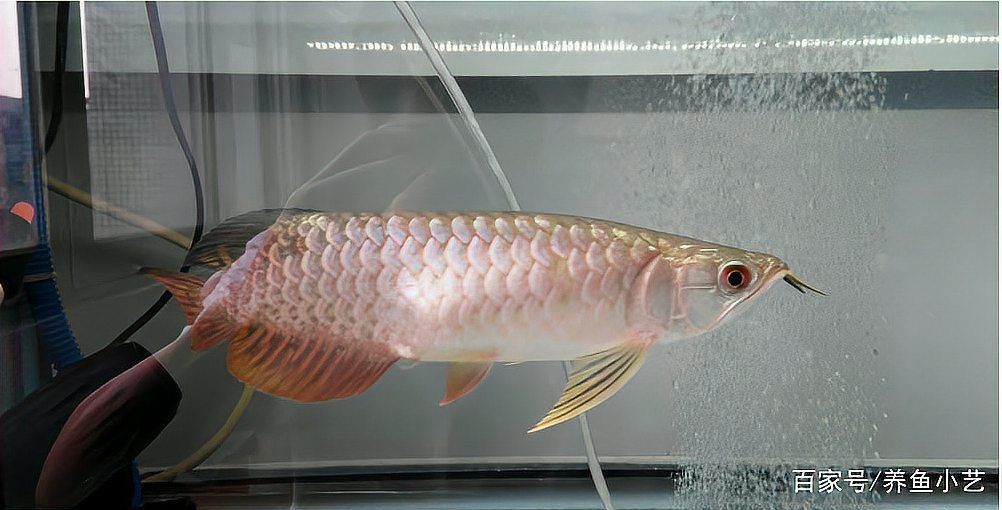 龍魚腹水抽水教程