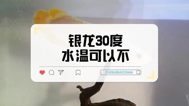 銀龍魚飼養水溫