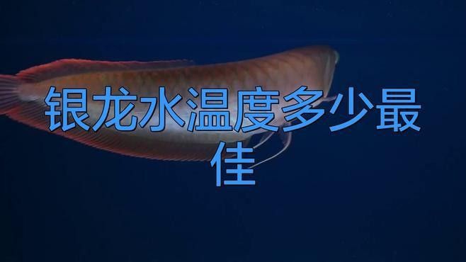 銀龍魚飼養水溫