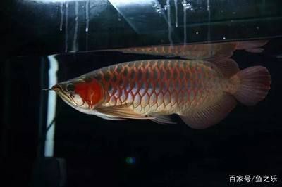 龍魚多大不會掉眼睛：龍魚為什么會掉眼睛？