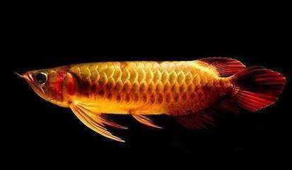 龍魚吃的很少什么原因怎么辦：龍魚食欲下降可能由多種因素引起，解決辦法及解決辦法