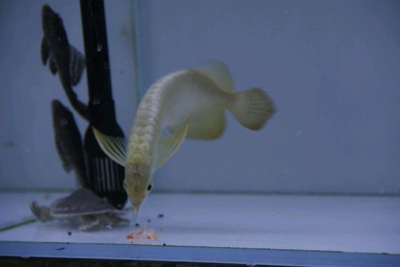 龍魚吃的很少什么原因怎么辦：龍魚食欲下降可能由多種因素引起，解決辦法及解決辦法