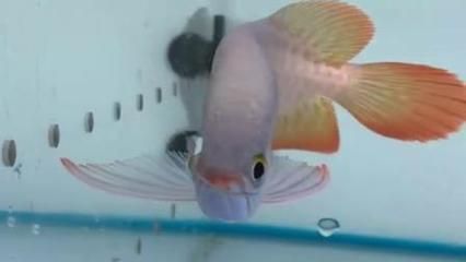 紅龍魚祥龍魚場：馬來西亞祥龍魚場是一家在世界各地的熱帶觀賞魚產地建立合作關系