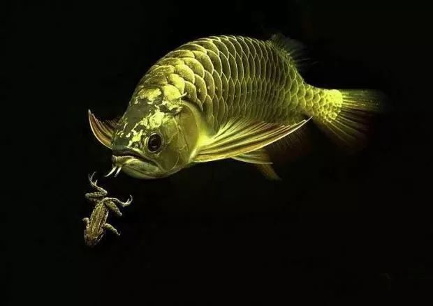 大嘴鯨和龍魚能混養么嗎 大嘴鯨和龍魚能混養么嗎 龍魚百科 第5張