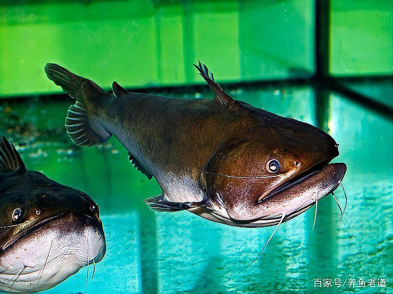 大嘴鯨和龍魚能混養么嗎 大嘴鯨和龍魚能混養么嗎 龍魚百科 第7張