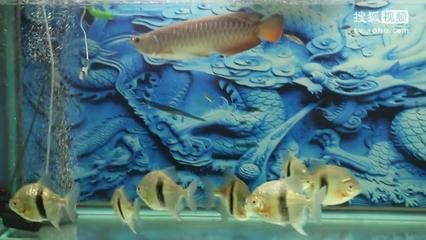 為什么金龍魚會突然咬魚（金龍魚突然咬魚是什么原因引起的？）