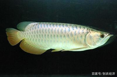 為什么金龍魚會突然咬魚（金龍魚突然咬魚是什么原因引起的？）