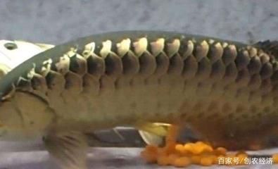 為什么金龍魚會突然咬魚（金龍魚突然咬魚是什么原因引起的？）