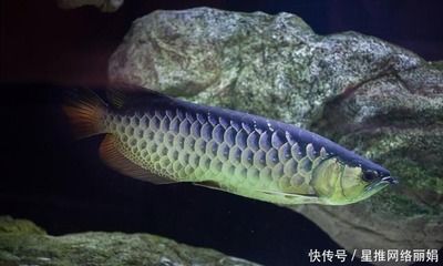 龍魚狀態(tài)不好的表現(xiàn)：龍魚狀態(tài)不好的一些表現(xiàn) 龍魚狀態(tài)不好的表現(xiàn)：龍魚狀態(tài)不好的一些表現(xiàn) 龍魚百科 第1張