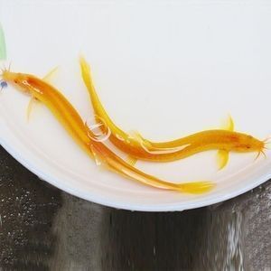 紅龍魚(yú)飼料蛋白質(zhì)來(lái)源比較（紅龍魚(yú)飼料中常見(jiàn)的蛋白質(zhì)來(lái)源對(duì)其健康和生長(zhǎng)至關(guān)重要）