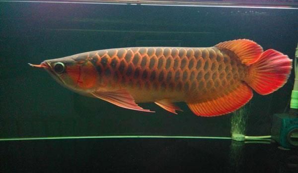 紅龍魚(yú)飼料蛋白質(zhì)來(lái)源比較（紅龍魚(yú)飼料中常見(jiàn)的蛋白質(zhì)來(lái)源對(duì)其健康和生長(zhǎng)至關(guān)重要）