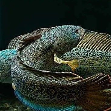 巴卡雷龍魚能吃嗎怎么養(yǎng)