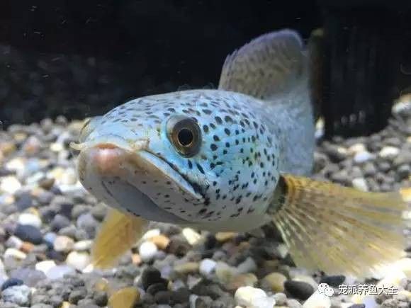 巴卡雷龍魚能吃嗎怎么養(yǎng)